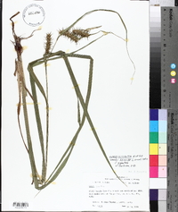 Carex gigantea image