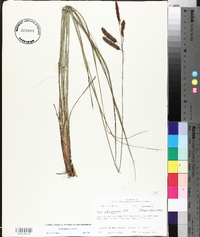 Carex glaucescens image