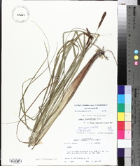 Carex glaucescens image