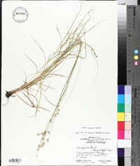 Carex hyalina image