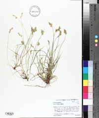 Carex hyalina image