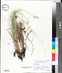 Carex hyalina image