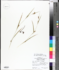 Carex glaucodea image