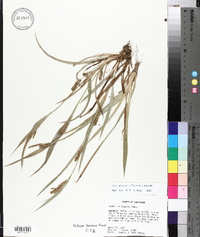 Carex glaucodea image