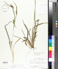 Carex glaucodea image