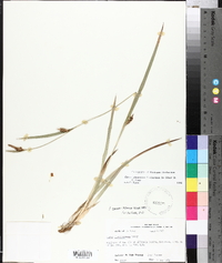 Carex glaucodea image