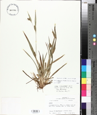 Carex glaucodea image