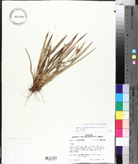 Carex glaucodea image