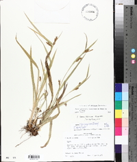 Carex glaucodea image