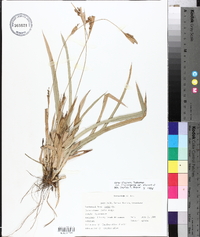 Carex glaucodea image