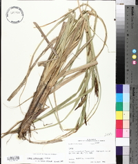 Carex hyalinolepis image