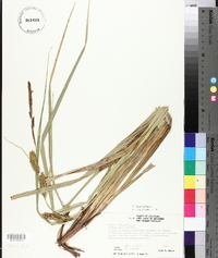 Carex hyalinolepis image