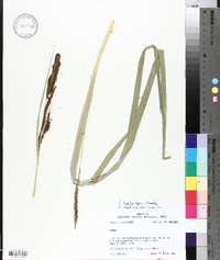 Carex hyalinolepis image