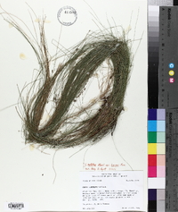 Carex leptalea var. harperi image