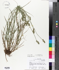 Carex longii image