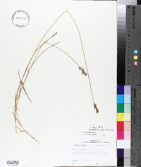 Carex longii image