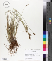 Carex longii image