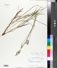 Carex longii image