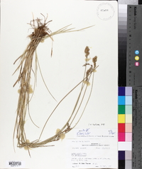 Carex longii image