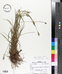 Carex longii image