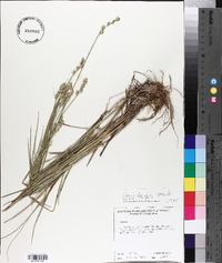 Carex longii image