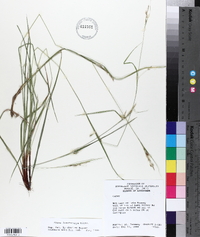 Carex lonchocarpa image