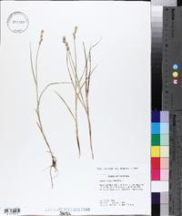 Carex longii image