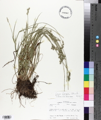 Carex longii image