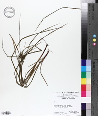 Carex louisianica image