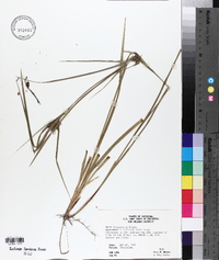 Carex louisianica image