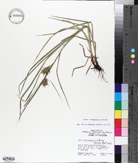 Carex louisianica image