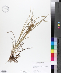 Carex louisianica image