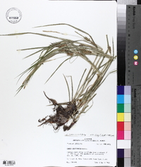 Carex louisianica image