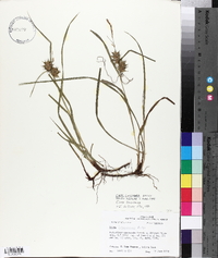 Carex louisianica image