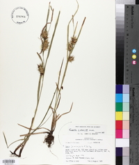 Carex louisianica image