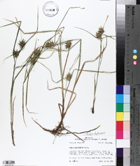 Carex louisianica image