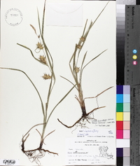 Carex louisianica image