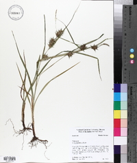 Carex louisianica image