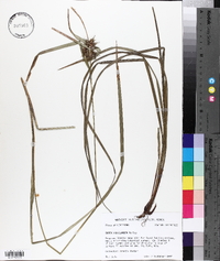 Carex louisianica image