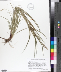 Carex louisianica image