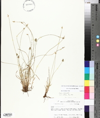 Carex leavenworthii image