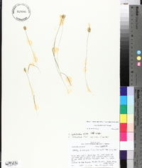 Carex leavenworthii image