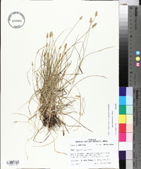 Carex leavenworthii image