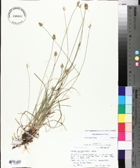 Carex leavenworthii image