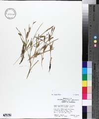 Carex microdonta image