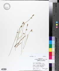 Carex meadii image