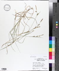 Carex meadii image