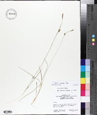 Carex meadii image