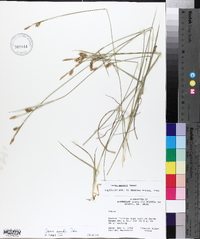 Carex meadii image