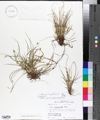 Carex nigromarginata image